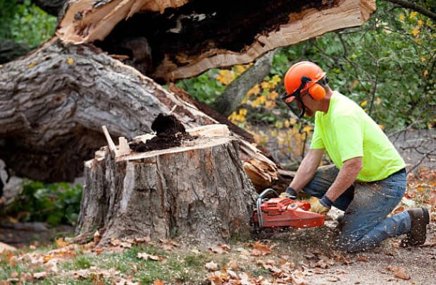 How Tree Services in Upwey Can Improve Your Outdoor Space